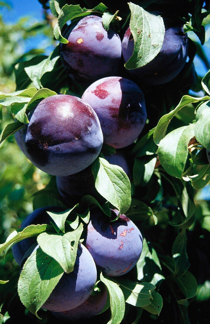 Plums on the tree