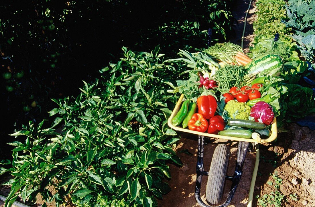 A wheelbarrow full of vegetables