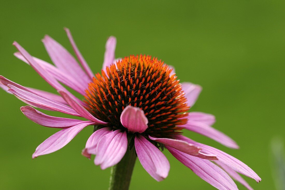 Echinacea-Blüte (Roter Sonnenhut)