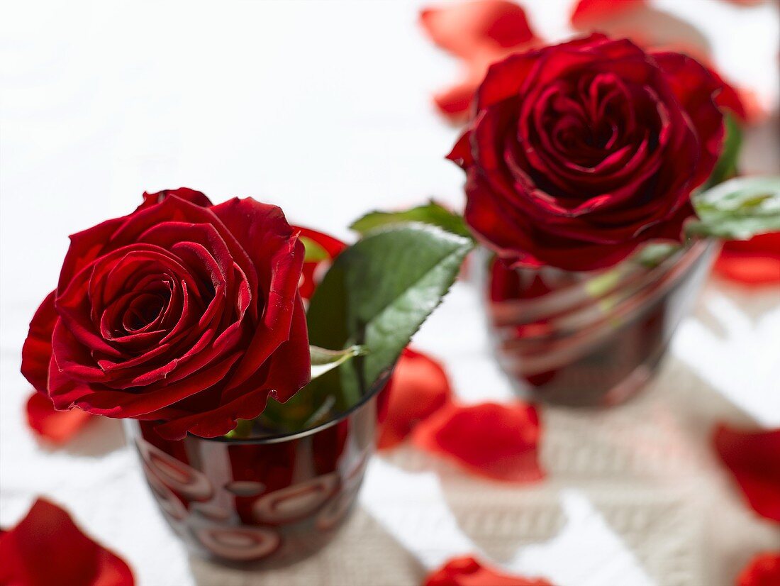 Two red roses in red glasses