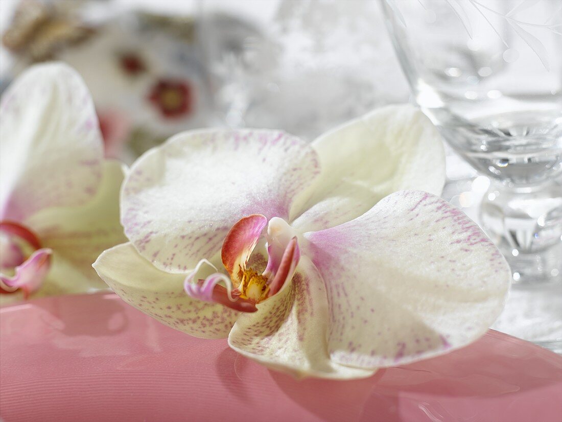 weiße Orchideenblüte auf Tellerrand