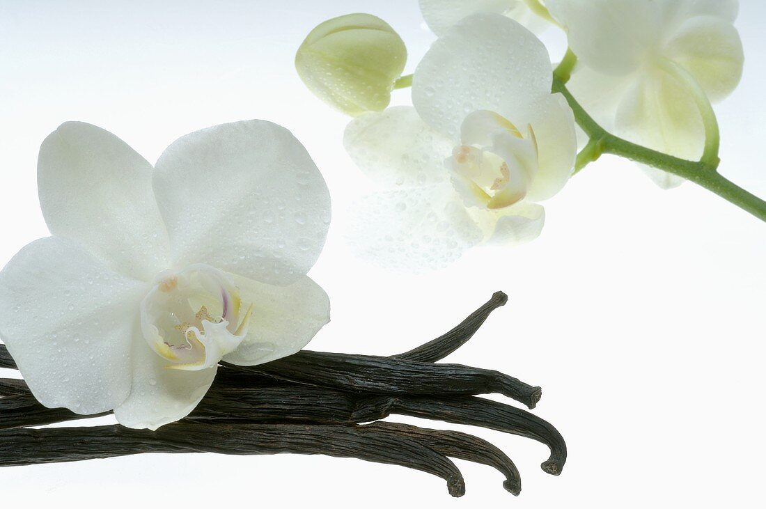 Vanillestangen und Orchideenblüten