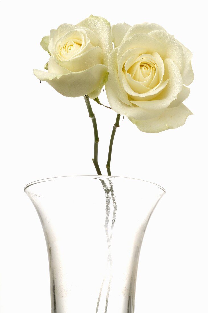 Zwei weiße Rosen in Glasvase