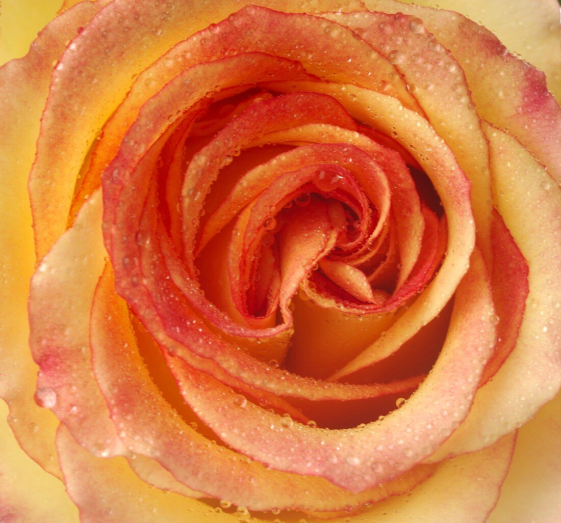 Orange rose with drops of water (overhead view)