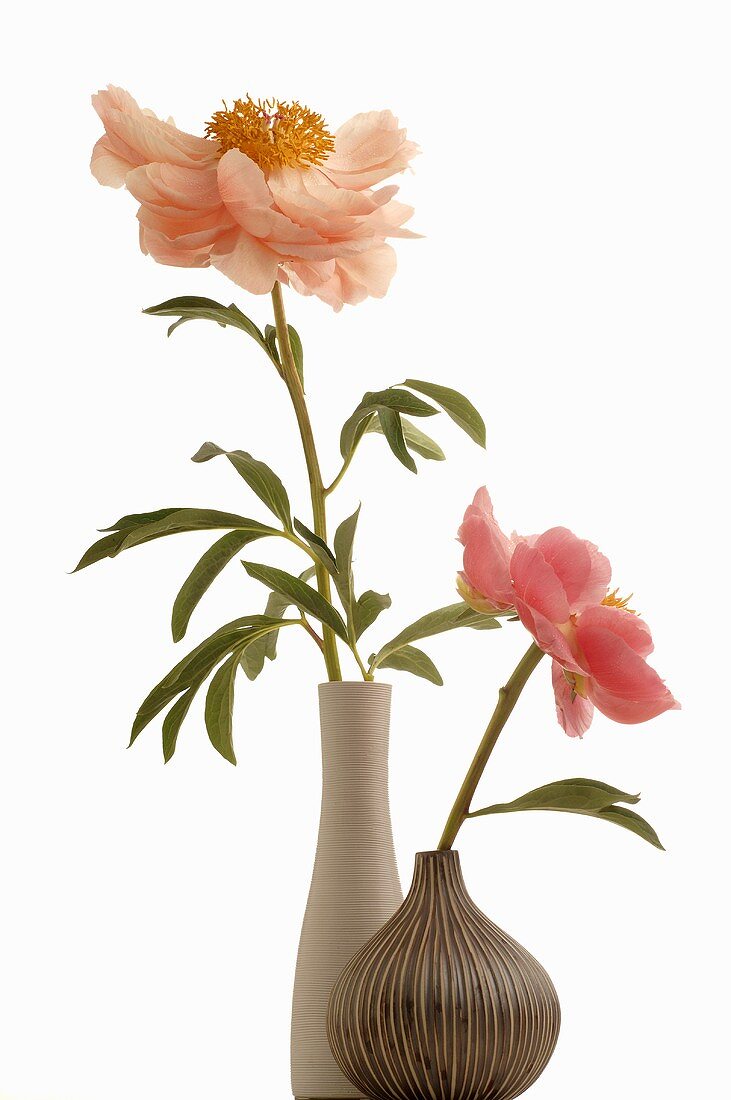 Peonies in two vases