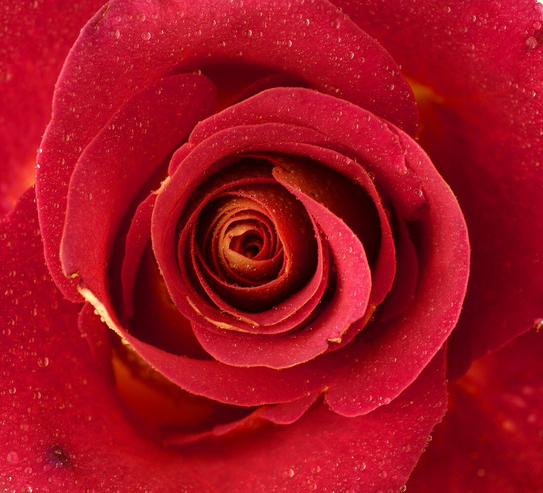 Rote Rose mit Tautropfen (Close Up)