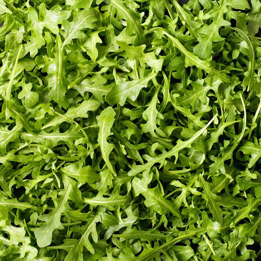 Rucola (bildfüllend)