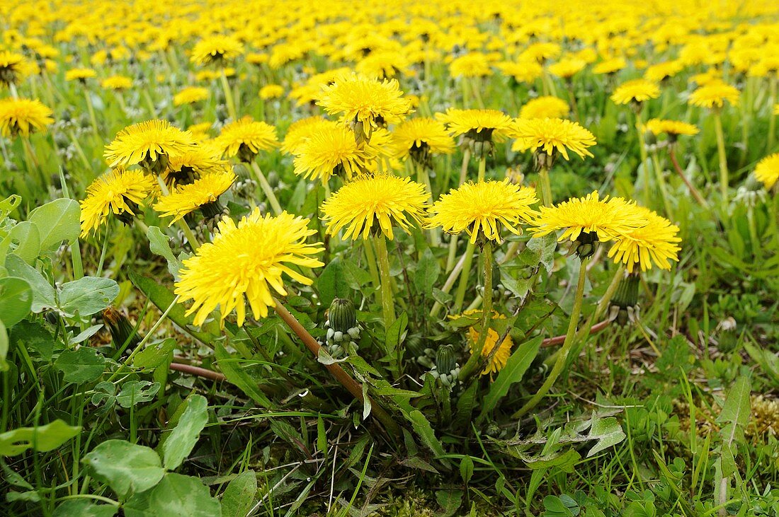 Blühender Löwenzahn auf einer Wiese