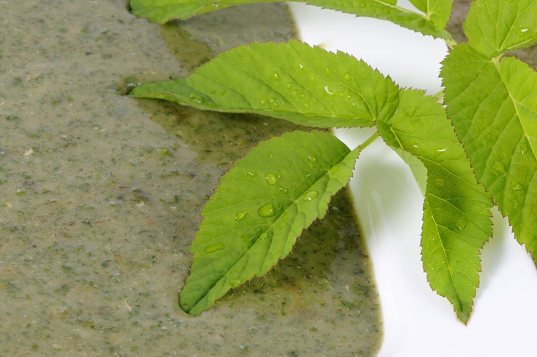 Ground elder soup and ground elder leaves