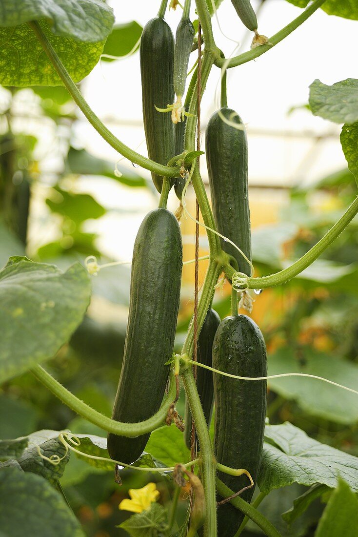 Cucumbers on the plant