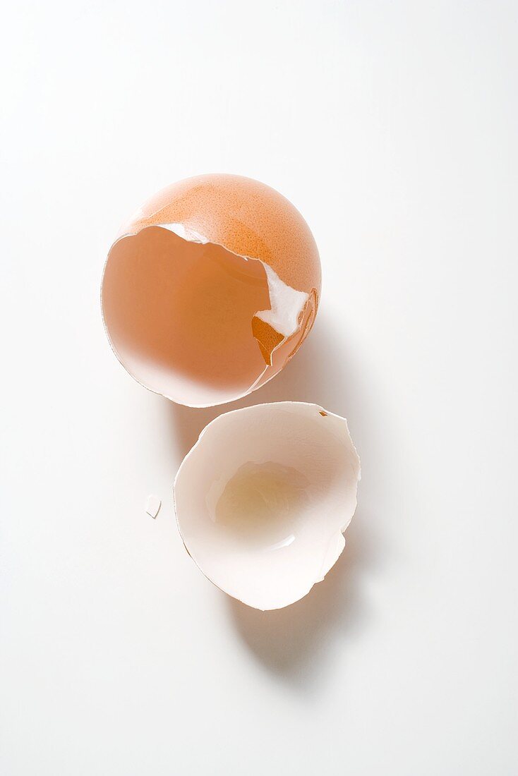 Egg Shells