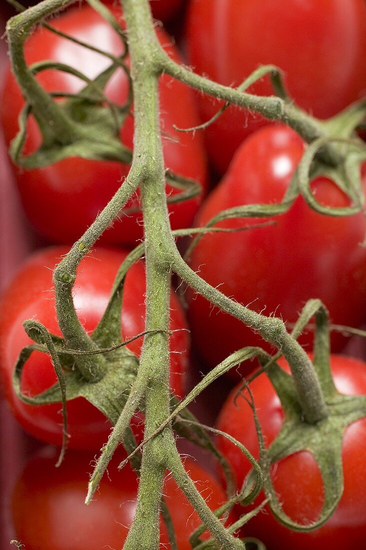 Fresh plum tomatoes (close-up)