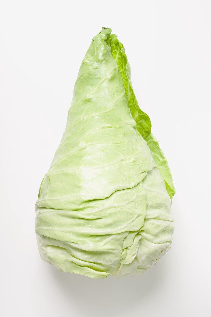 A pointed cabbage