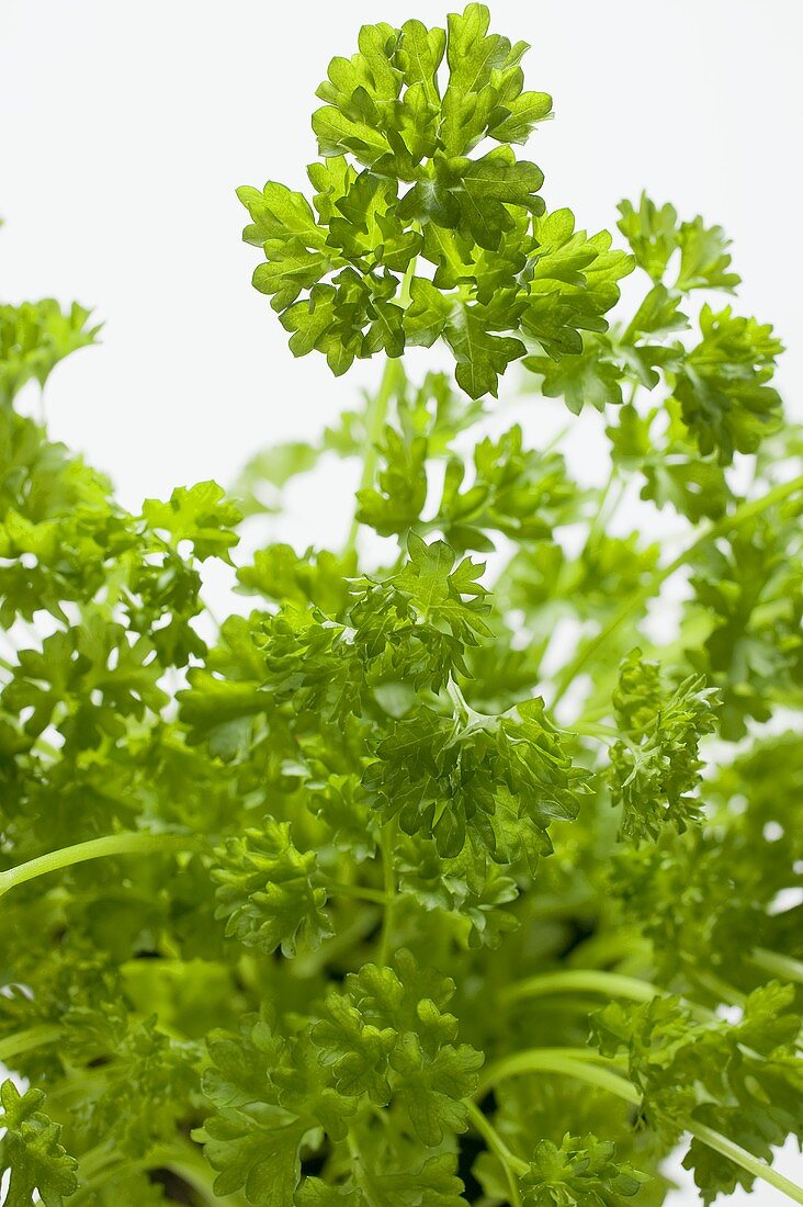 Curly parsley in pot