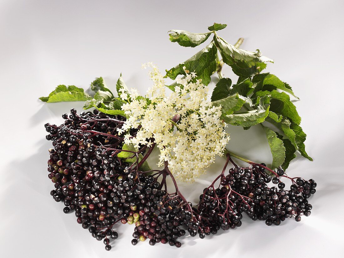 Elderflowers and elderberries