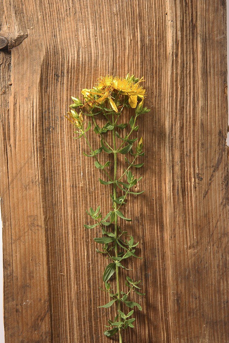 St. John's wort (Hypericum perforatum)