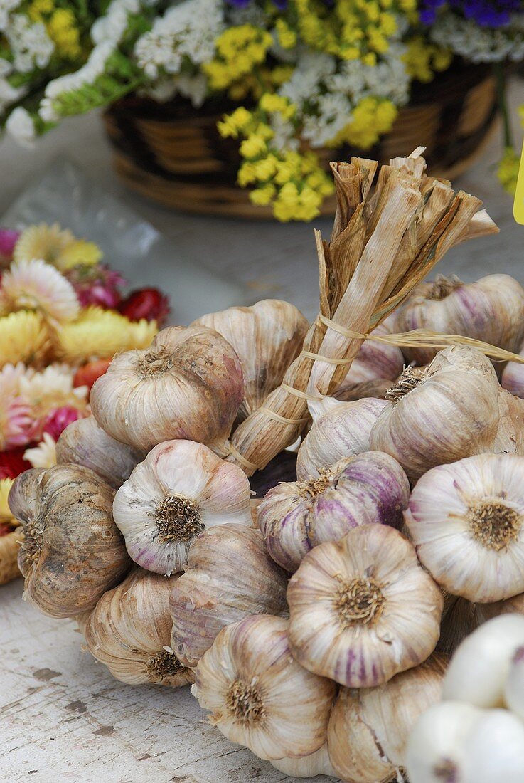 Garlic bulbs, tied together