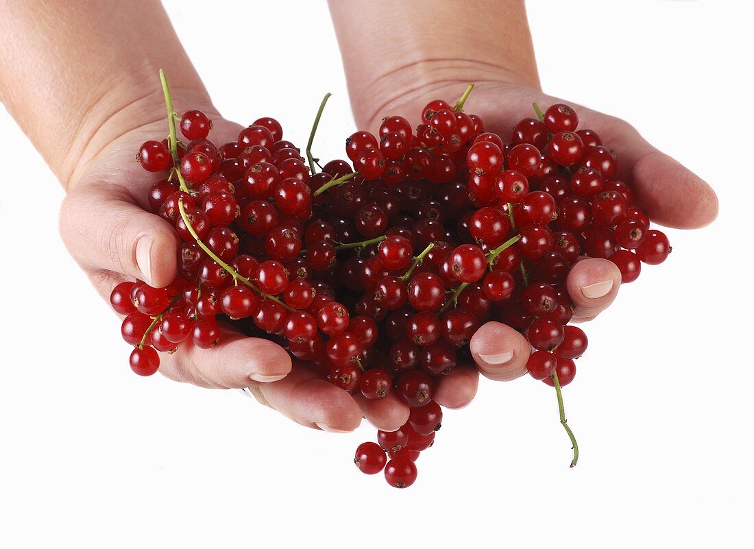 Hands holding redcurrants