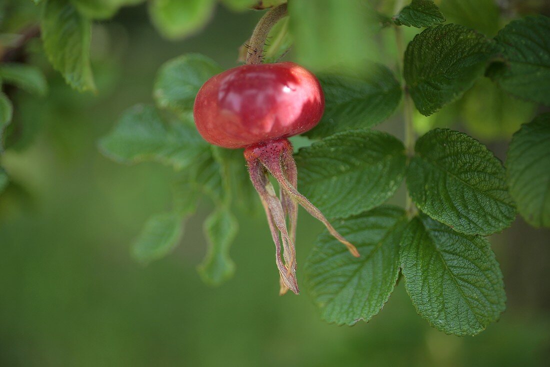 A rose hip on the bush