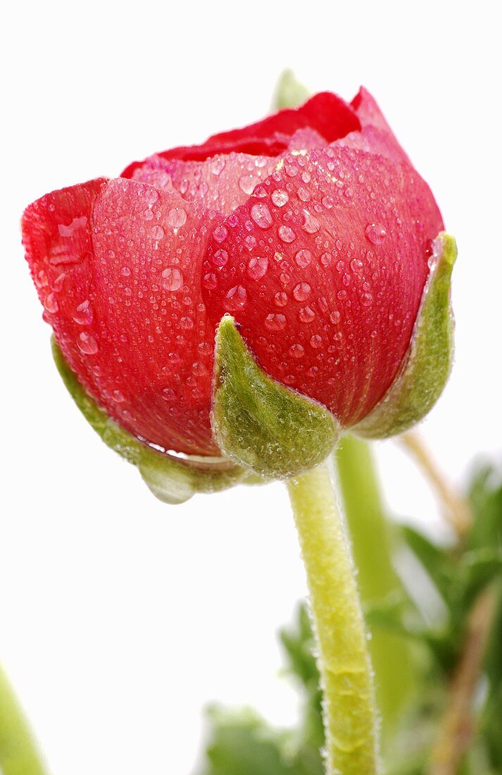 Red ranunculus with drops of water