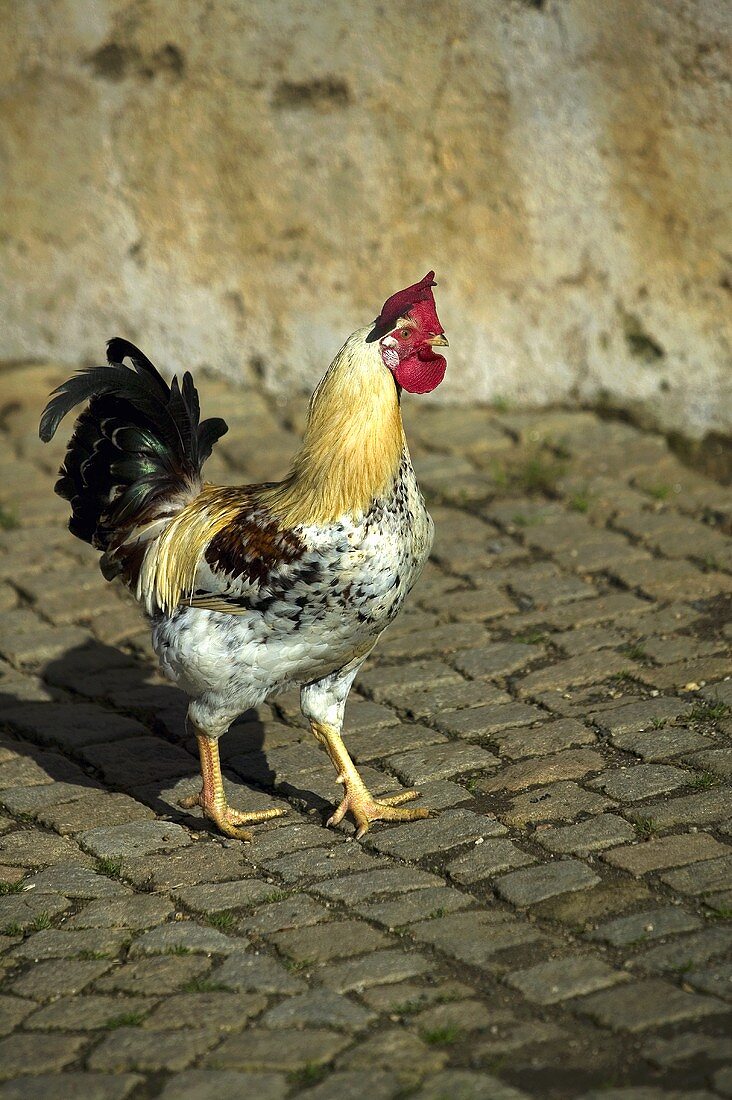 Lebendiger Hahn im Freien