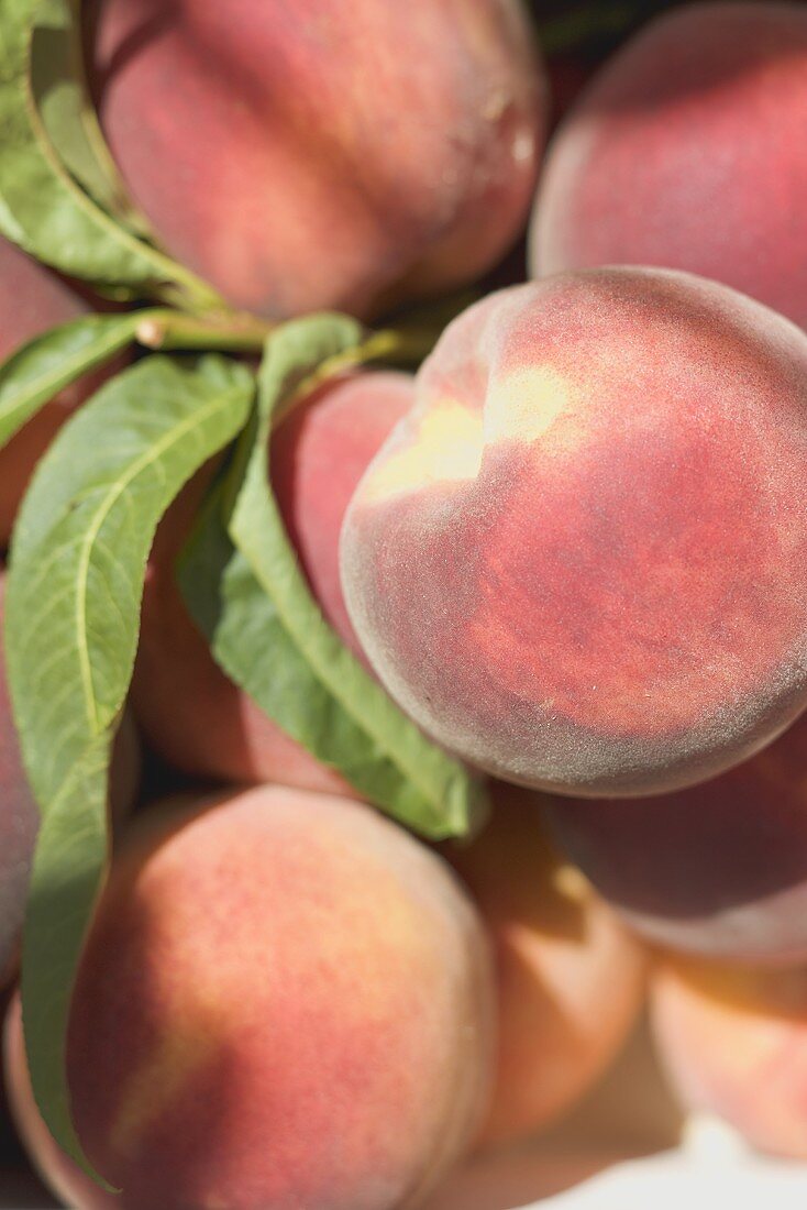 Fresh peaches with leaves