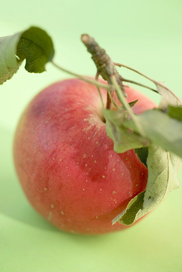 Ein roter Bio-Apfel mit Stiel und Blättern
