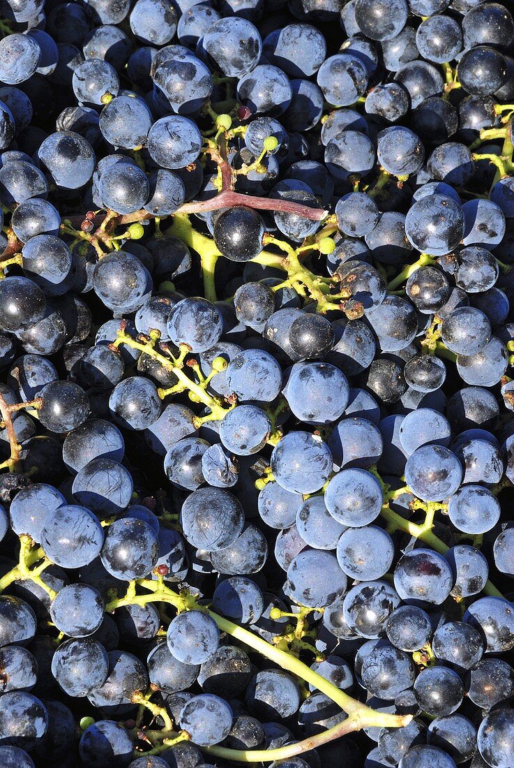 Bonarda grapes, Piacenza, Emilia Romagna, Italy