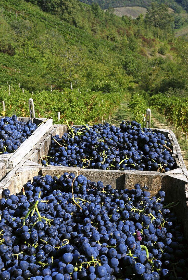 Bonarda-Trauben in Kisten, dahinter Weinberg, Piacenza, Emilia Romagna, Italien