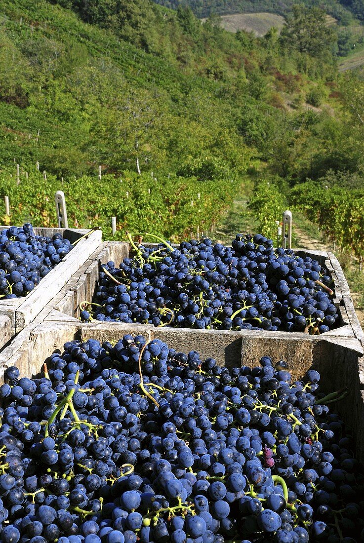 Bonarda grapes in grates, vineyard behind, Piacenza, Emilia Romagna, Italy