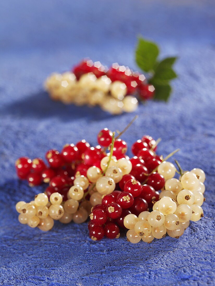 White- and redcurrants on blue background