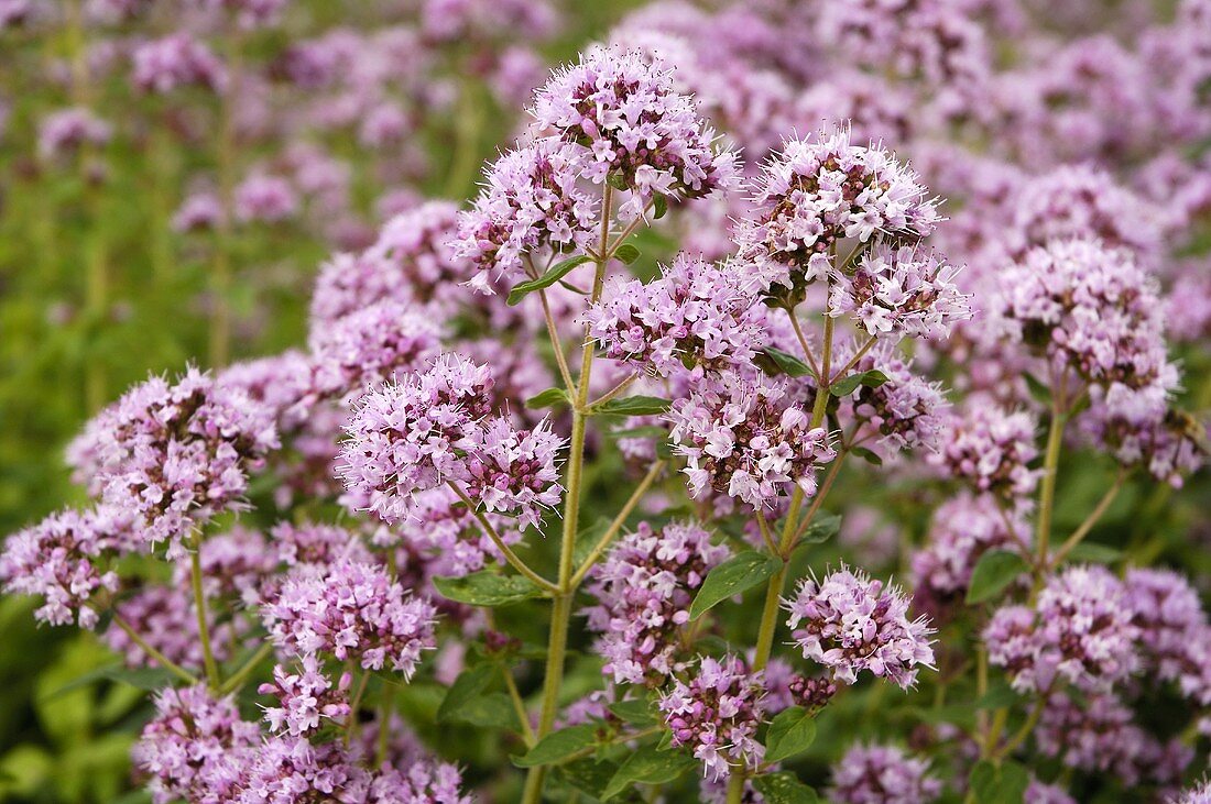 Blühender Oregano