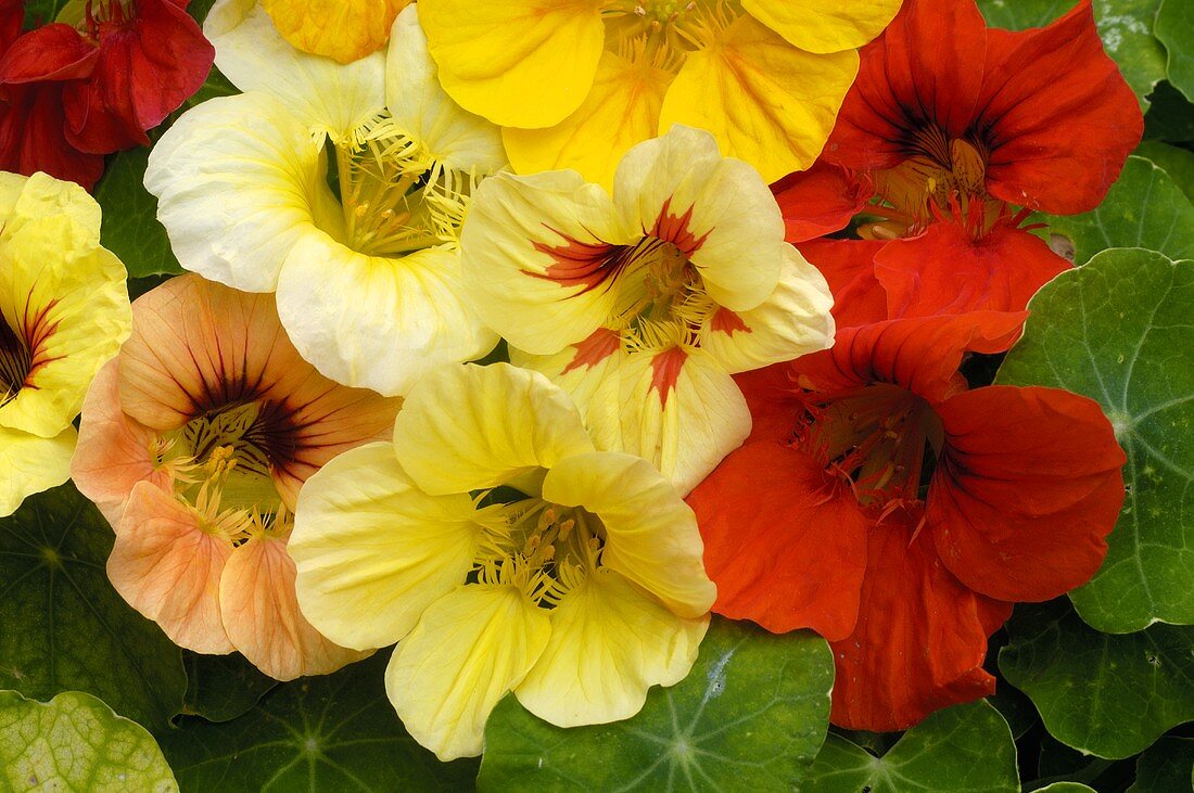 Nasturtium flowers in various colours