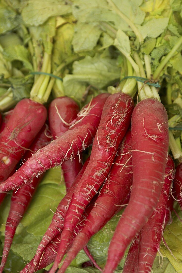 Long red radishes with leaves