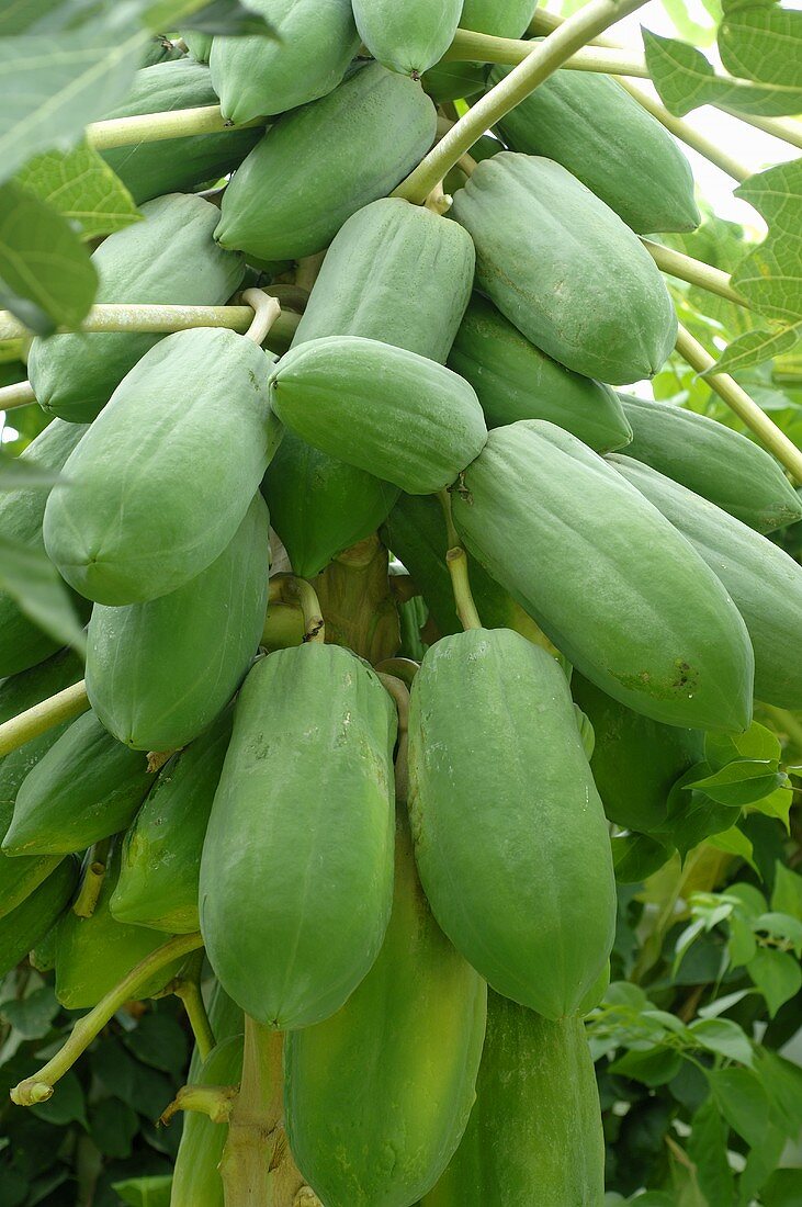 Papayas on the tree