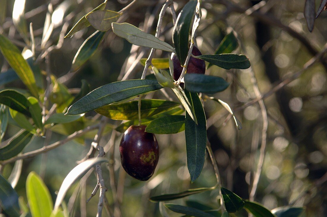 Schwarze Oliven am Baum