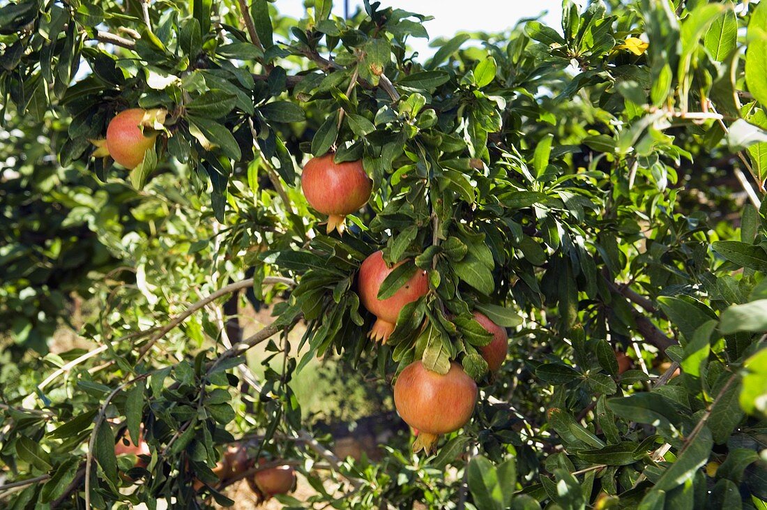 Granatäpfel am Baum