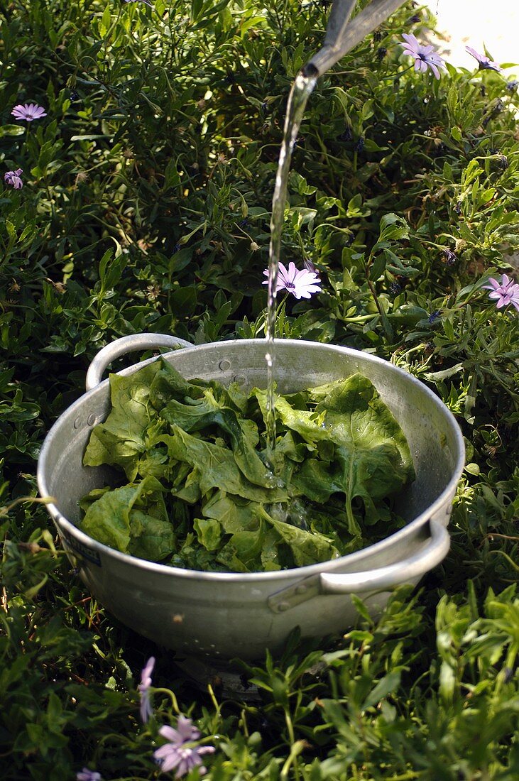 Salat wird im Freien gewaschen