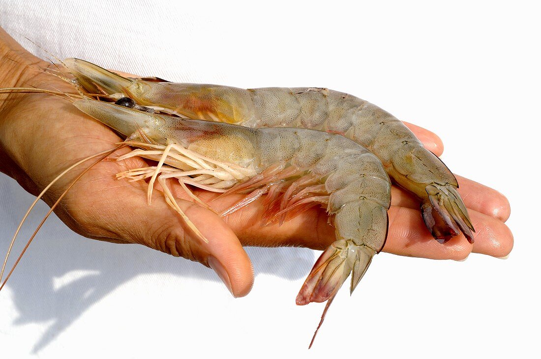 Hand holding two fresh prawns