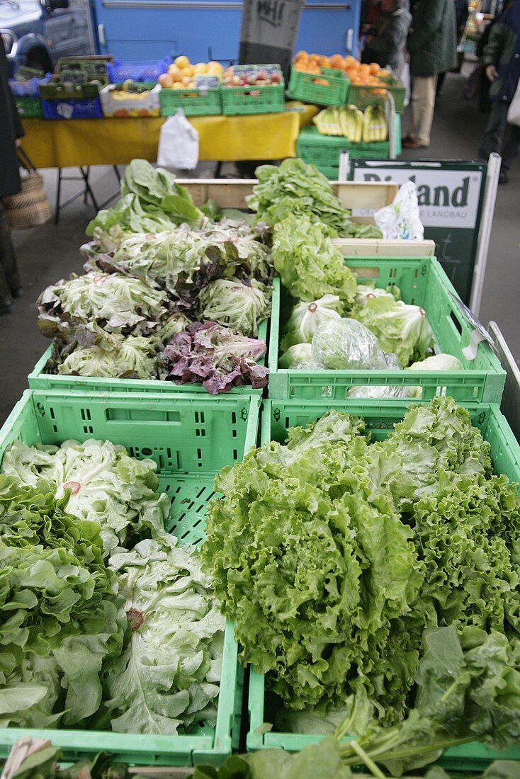 Various types of lettuce on a market stall