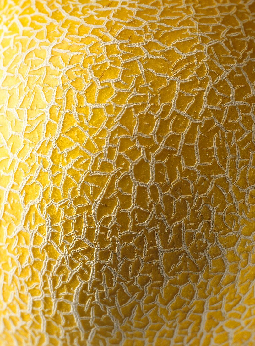 Galia melon (detail)