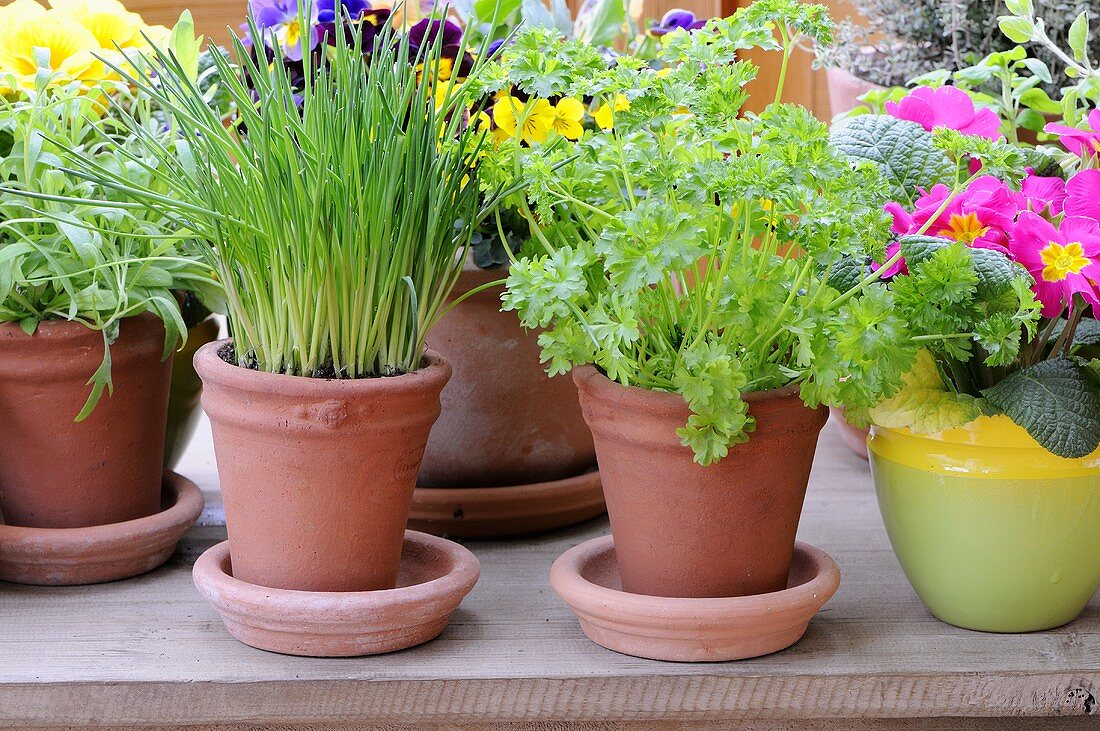 Verschiedene Kräuter und Frühlingsblumen