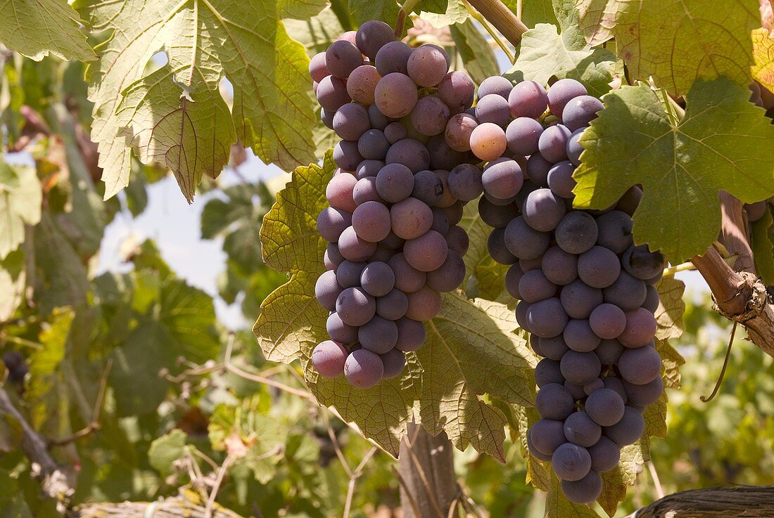 Red wine grapes on the vine (Majorca)