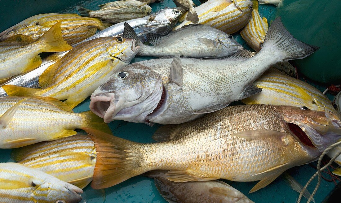 Freshly caught yellow and white snappers