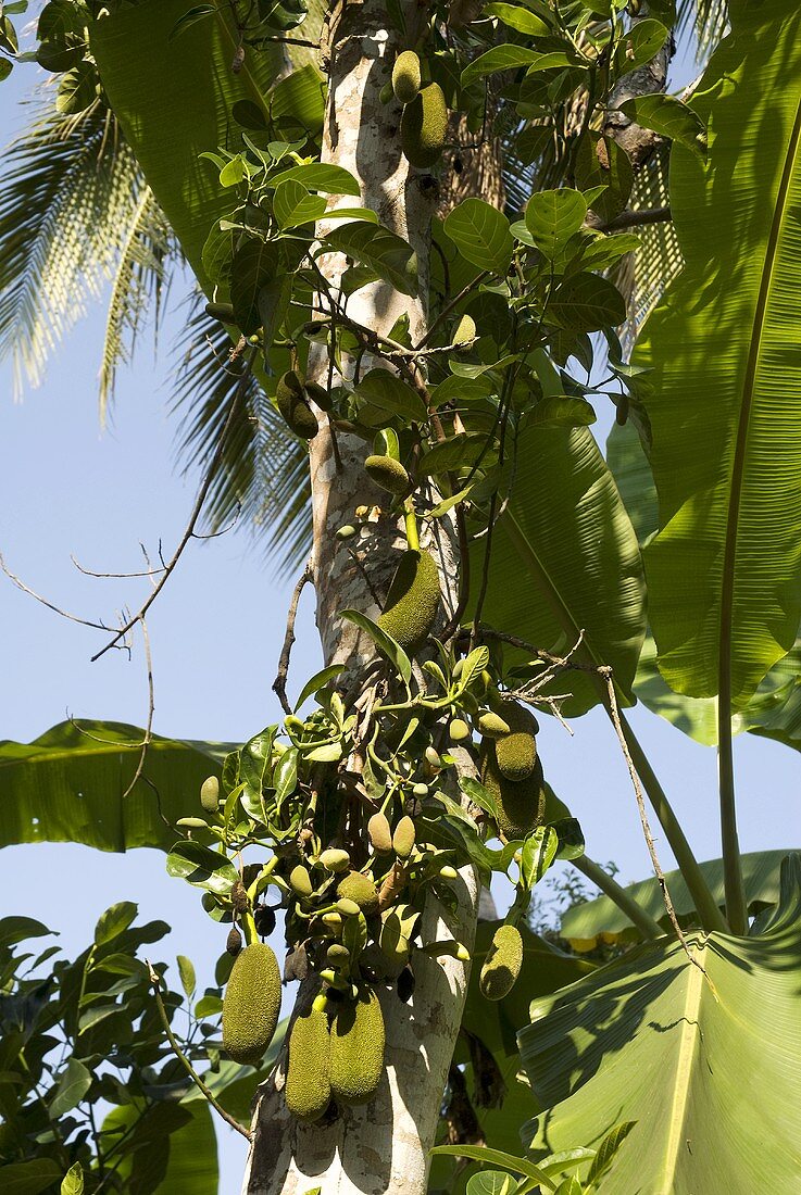 Jackfrüchte am Baum (Thailand)