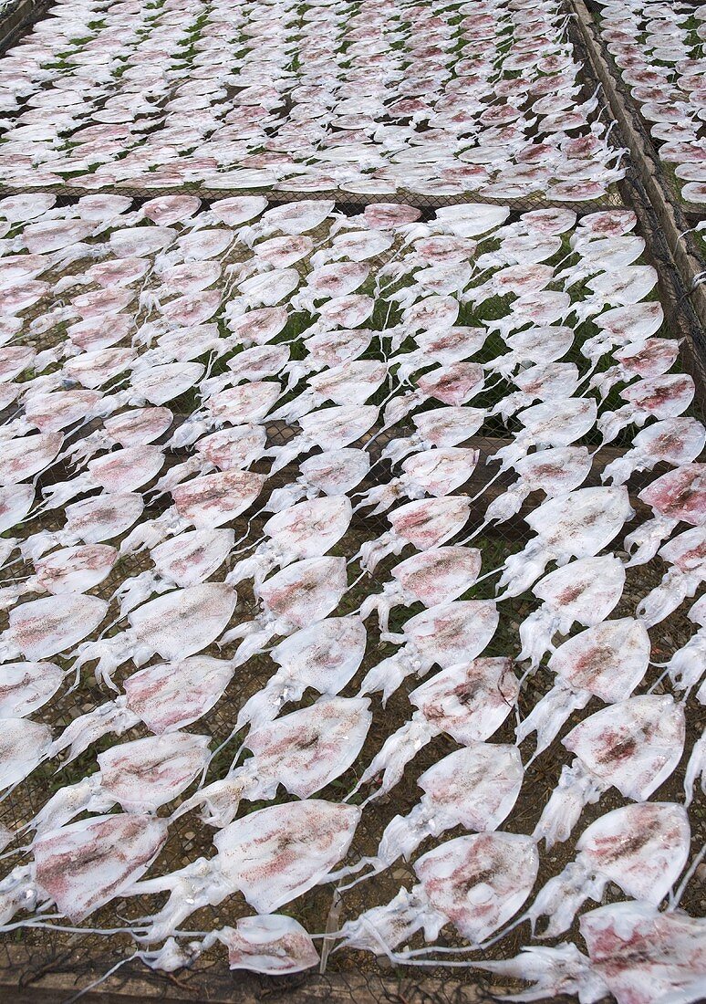 Squid laid out to dry