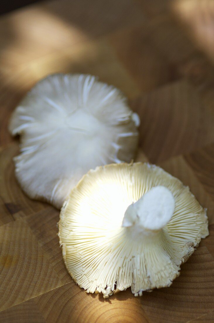 Two Oyster Mushrooms