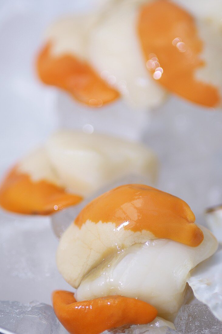 Shelled scallops on ice