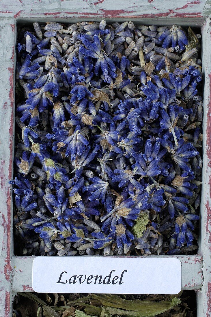 Dried lavender flowers