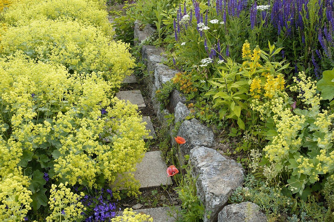 Garden path with lady's mantle (Alchemilla vulgaris)
